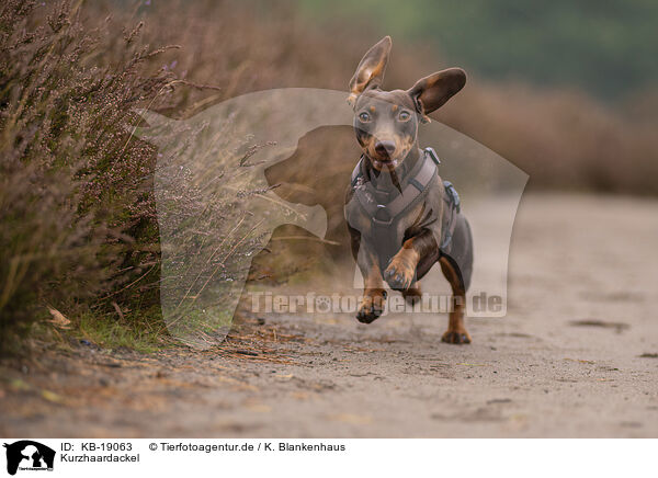 Kurzhaardackel / shorthaired Dachshund / KB-19063