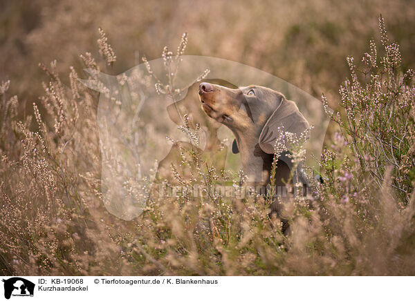 Kurzhaardackel / shorthaired Dachshund / KB-19068