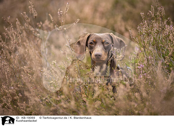 Kurzhaardackel / shorthaired Dachshund / KB-19069