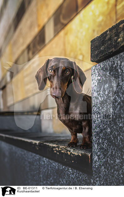 Kurzhaardackel / BE-01311