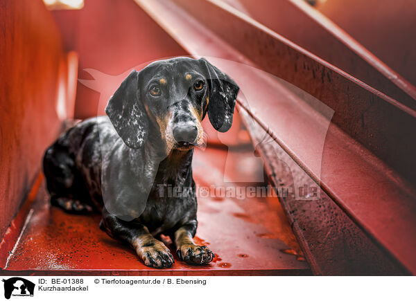 Kurzhaardackel / BE-01388