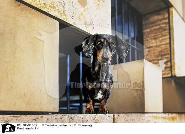 Kurzhaardackel / BE-01389