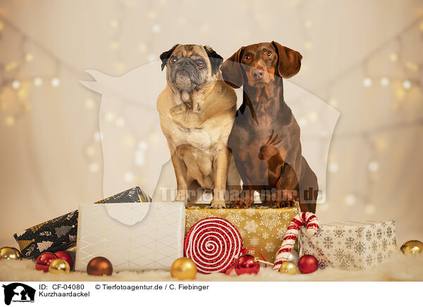 Kurzhaardackel / shorthaired Dachshund / CF-04080