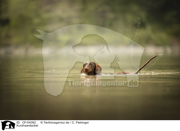Kurzhaardackel / shorthaired Dachshund / CF-04082