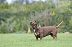 rennender Dackel