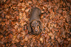 Kurzhaardackel im Herbst
