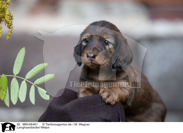 Langhaardackel Welpe / long-haired Dachshund Puppy / MW-08481