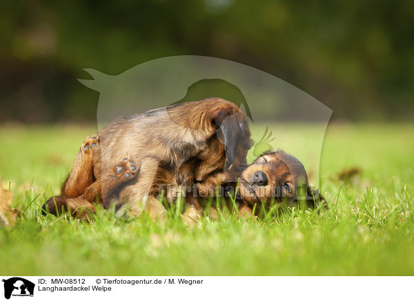 Langhaardackel Welpe / long-haired dachshund puppy / MW-08512