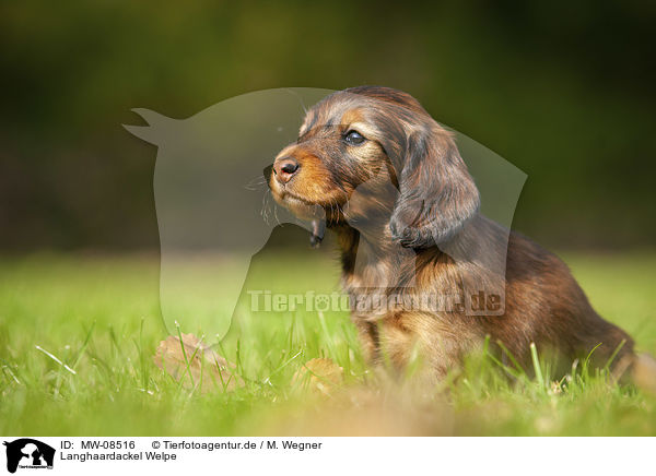 Langhaardackel Welpe / long-haired dachshund puppy / MW-08516