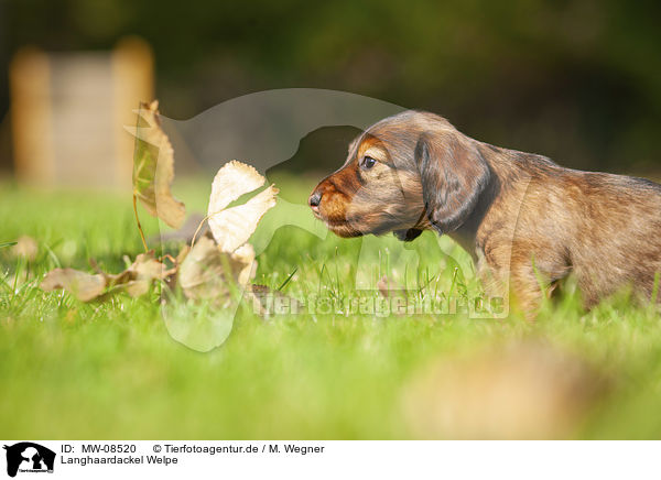 Langhaardackel Welpe / long-haired dachshund puppy / MW-08520
