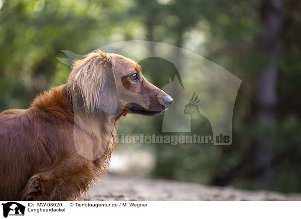 Langhaardackel / long-haired dachshund / MW-08620
