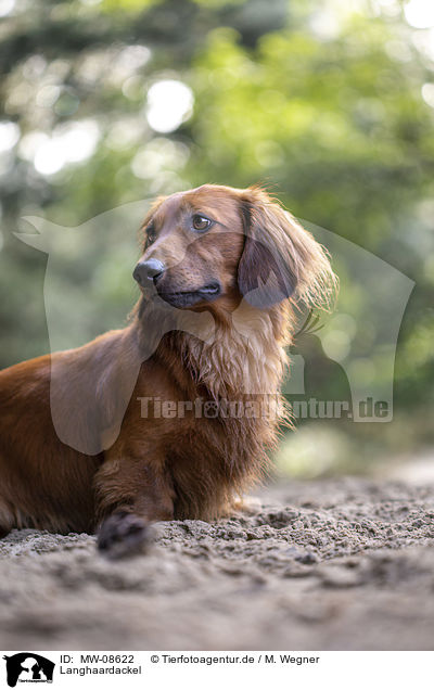 Langhaardackel / long-haired dachshund / MW-08622