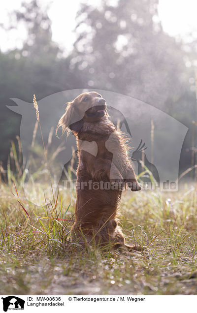 Langhaardackel / long-haired dachshund / MW-08636