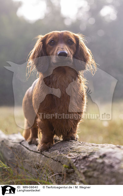 Langhaardackel / long-haired dachshund / MW-08640