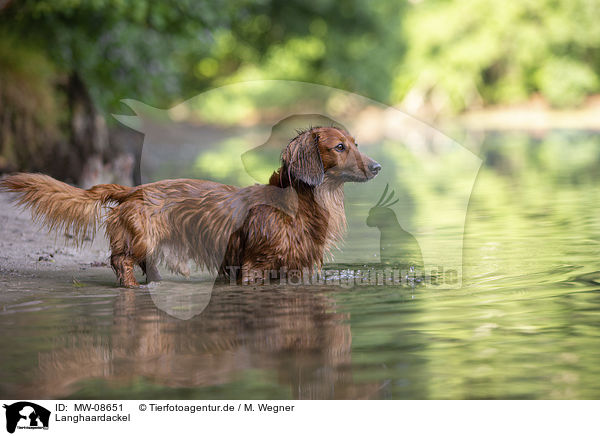 Langhaardackel / long-haired dachshund / MW-08651
