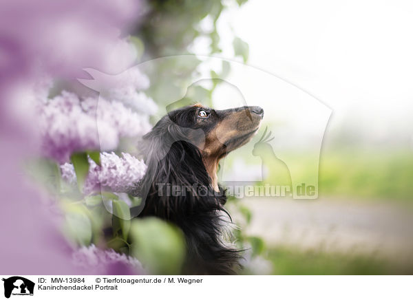 Kaninchendackel Portrait / Rabbit-Dachshund Portrait / MW-13984