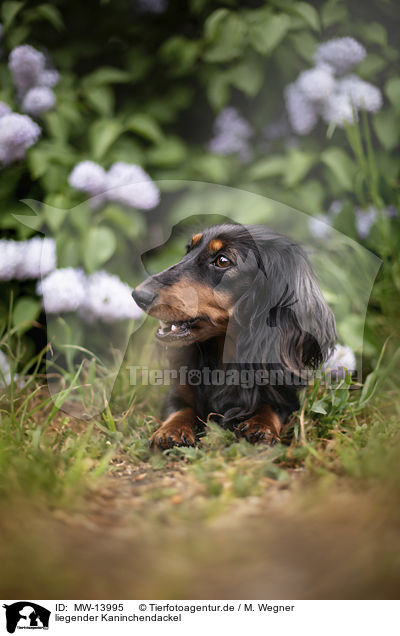 liegender Kaninchendackel / lying Rabbit-Dachshund / MW-13995