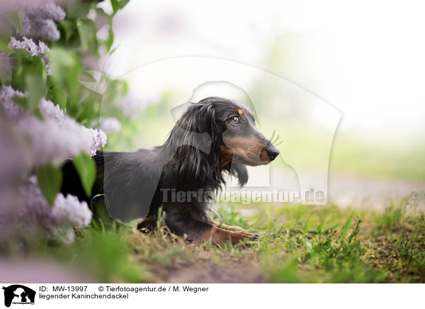 liegender Kaninchendackel / lying Rabbit-Dachshund / MW-13997
