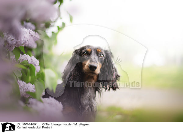 Kaninchendackel Portrait / Rabbit-Dachshund Portrait / MW-14001