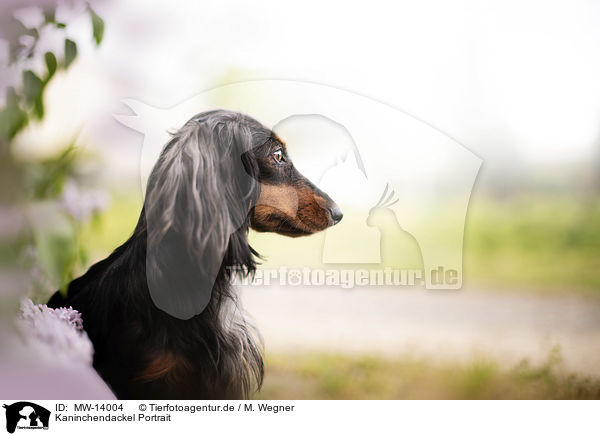 Kaninchendackel Portrait / Rabbit-Dachshund Portrait / MW-14004