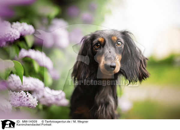 Kaninchendackel Portrait / Rabbit-Dachshund Portrait / MW-14009