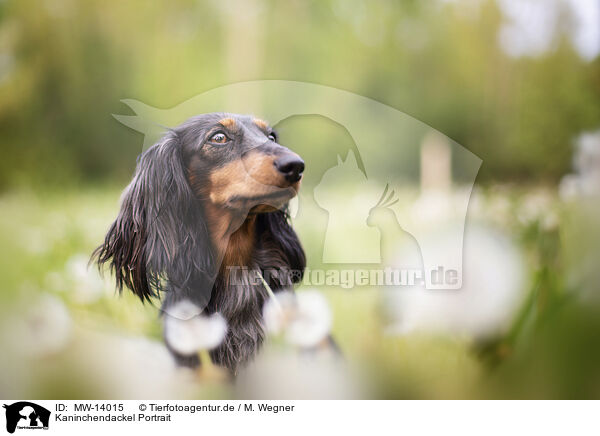 Kaninchendackel Portrait / Rabbit-Dachshund Portrait / MW-14015