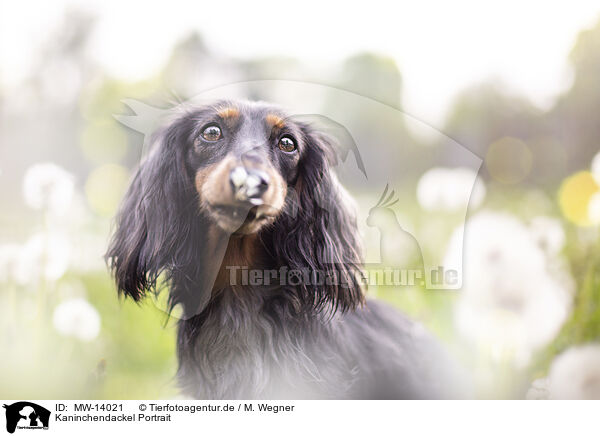 Kaninchendackel Portrait / Rabbit-Dachshund Portrait / MW-14021