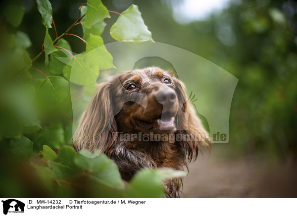 Langhaardackel Portrait / longhaired dachshund portrait / MW-14232