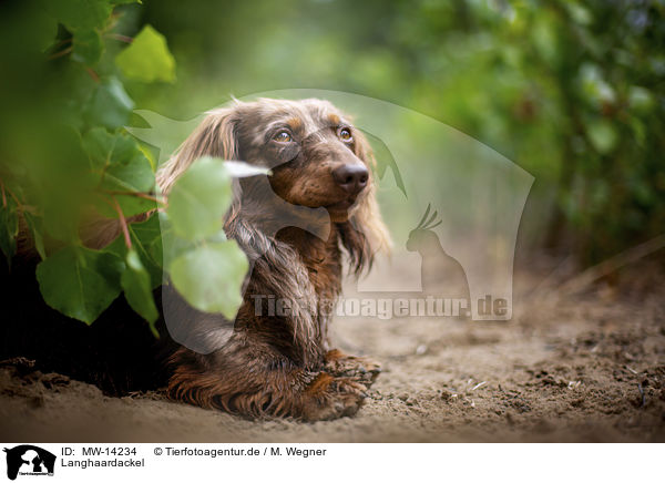 Langhaardackel / longhaired dachshund / MW-14234