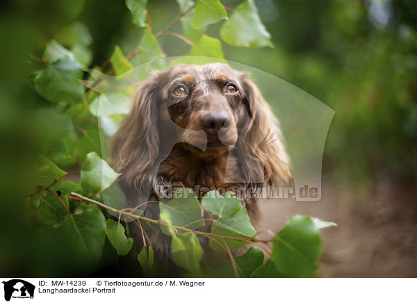 Langhaardackel Portrait / longhaired dachshund portrait / MW-14239