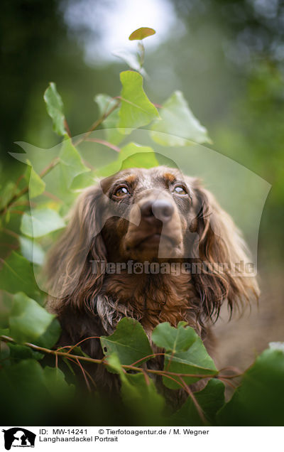 Langhaardackel Portrait / longhaired dachshund portrait / MW-14241