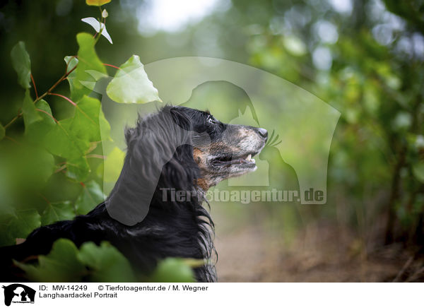 Langhaardackel Portrait / longhaired dachshund portrait / MW-14249