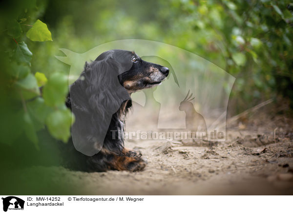 Langhaardackel / longhaired dachshund / MW-14252