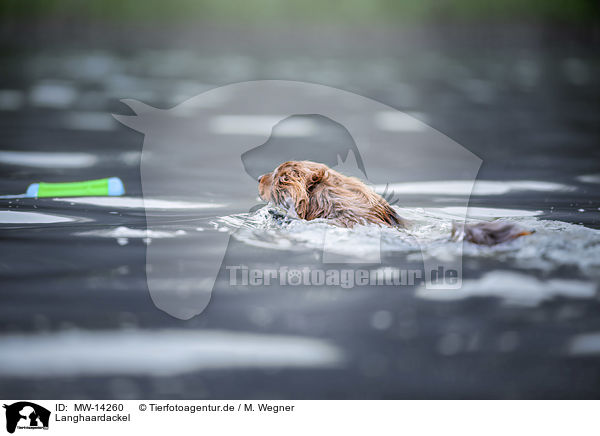 Langhaardackel / longhaired dachshund / MW-14260