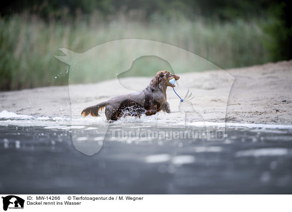 Dackel rennt ins Wasser / dachshund runs into the water / MW-14266