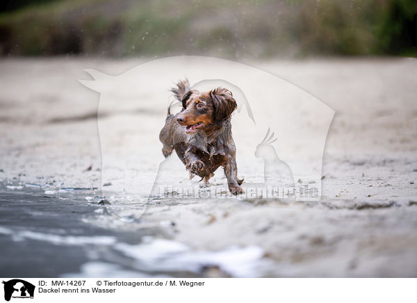 Dackel rennt ins Wasser / dachshund runs into the water / MW-14267