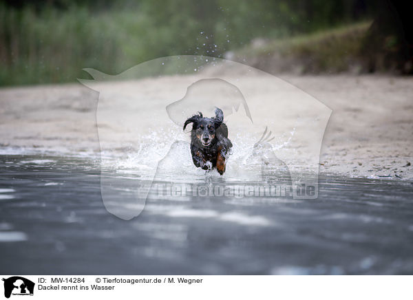 Dackel rennt ins Wasser / MW-14284