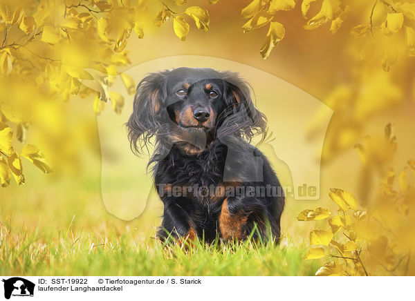 laufender Langhaardackel / walking Dachshund / SST-19922