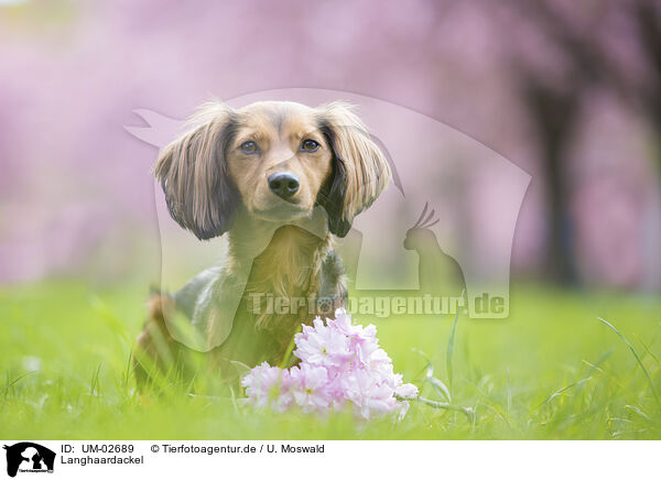 Langhaardackel / longhaired Dachshund / UM-02689