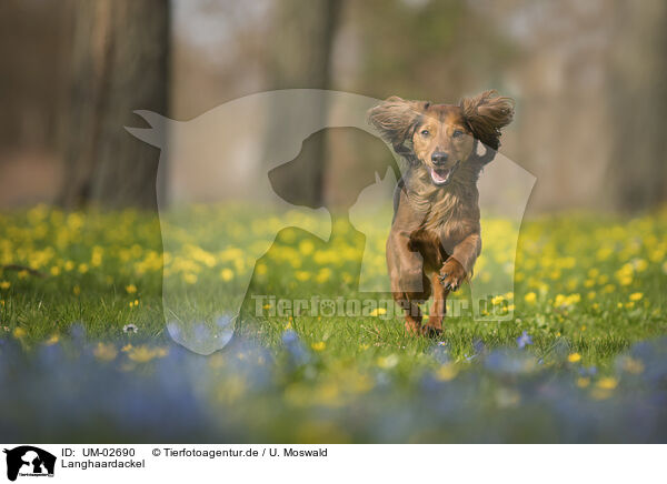 Langhaardackel / longhaired Dachshund / UM-02690