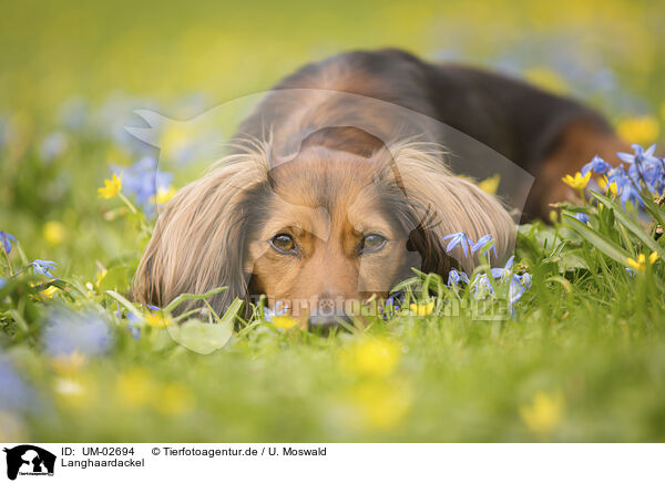 Langhaardackel / longhaired Dachshund / UM-02694