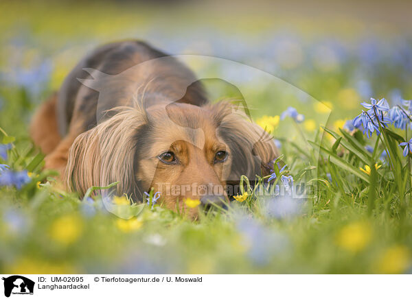 Langhaardackel / longhaired Dachshund / UM-02695