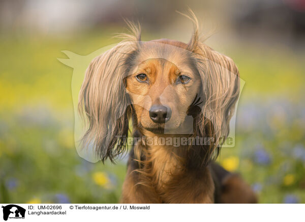 Langhaardackel / longhaired Dachshund / UM-02696
