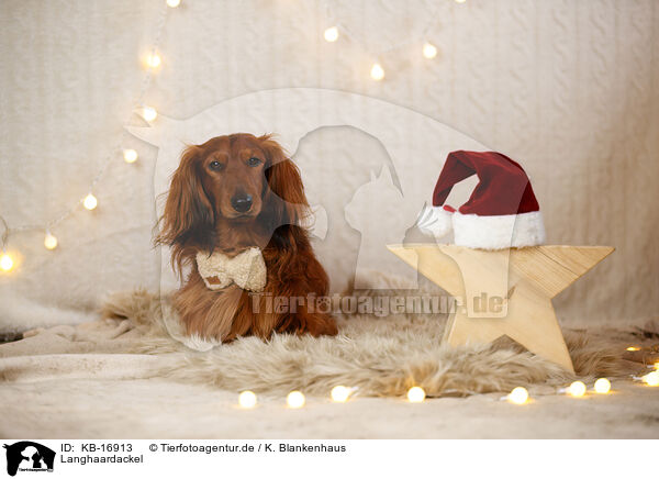 Langhaardackel / longhaired Dachshund / KB-16913