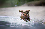 Dackel springt ins Wasser