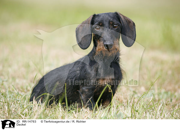 Dackel / Dachshund / RR-14763