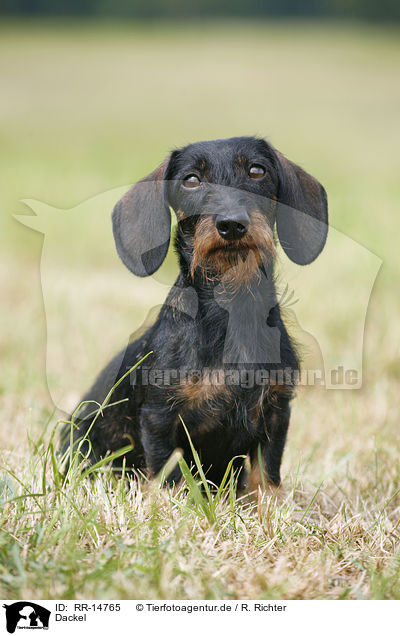 Dackel / Dachshund / RR-14765