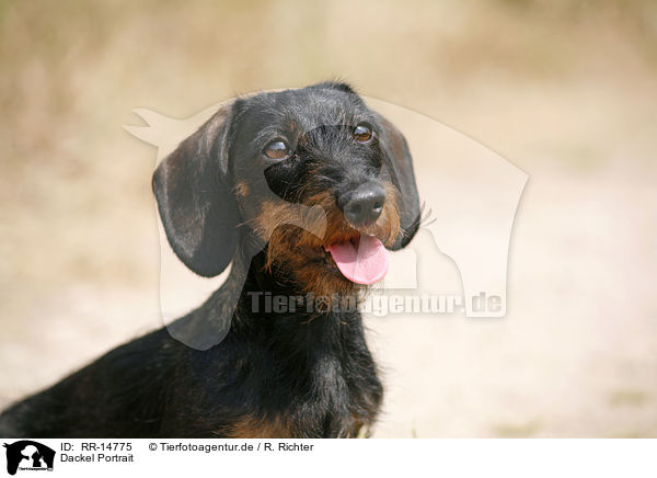 Dackel Portrait / Dachshund Portrait / RR-14775