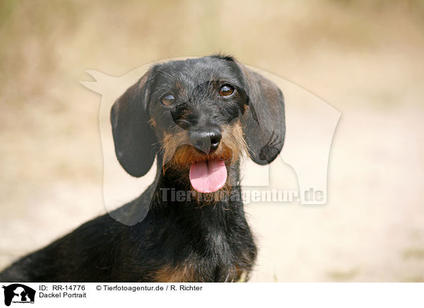 Dackel Portrait / Dachshund Portrait / RR-14776