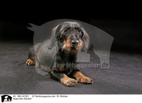 liegender Dackel / lying Teckel / RR-14787